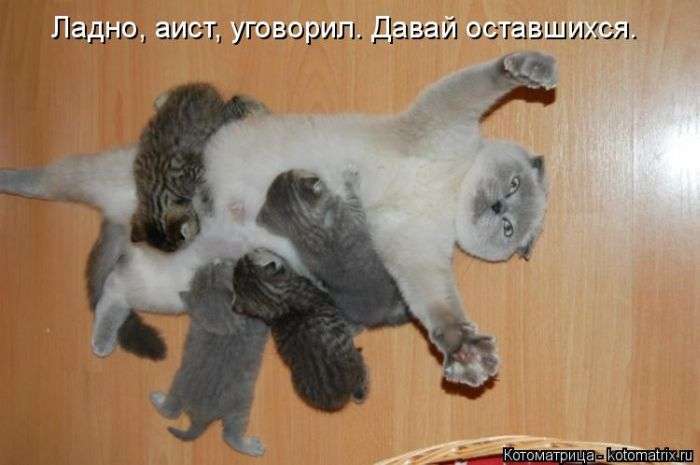 Кращі котоматриці тижні (50 фото)