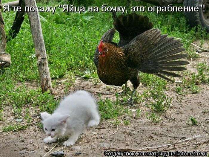 Кращі котоматриці тижні (50 фото)