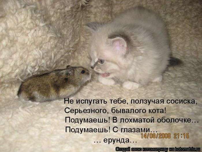 Кращі котоматриці тижні (50 фото)