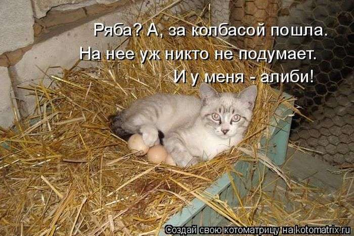 Кращі котоматриці тижні (50 фото)