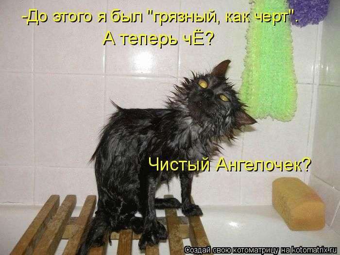 Кращі котоматриці тижні (50 фото)