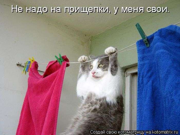 Кращі котоматриці тижні (50 фото)