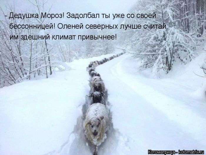 Кращі котоматриці тижні (50 фото)