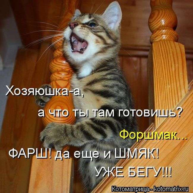 Кращі котоматриці тижні (50 фото)
