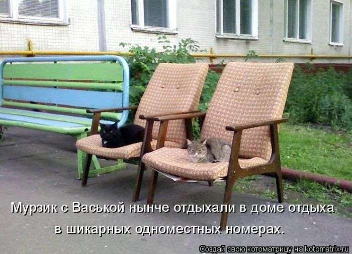 Кращі котоматриці тижні (50 фото)