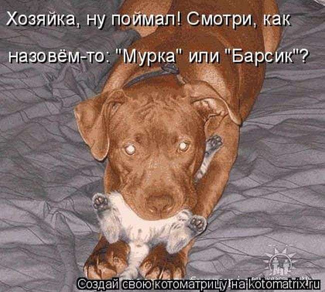 Кращі котоматриці тижні (50 фото)
