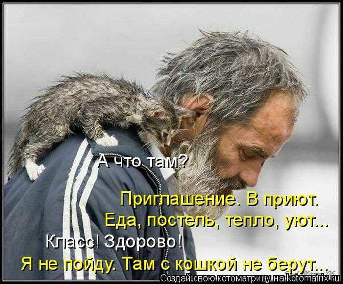 Кращі котоматриці тижні (50 фото)