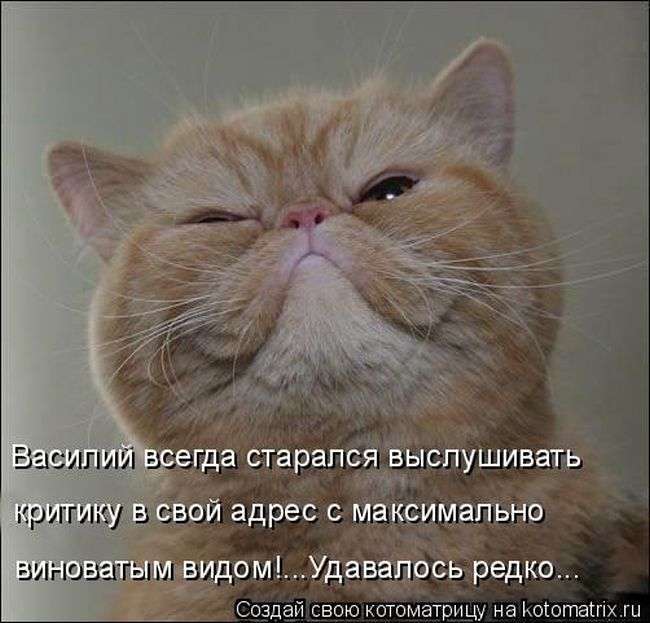 Кращі котоматриці тижні (50 фото)
