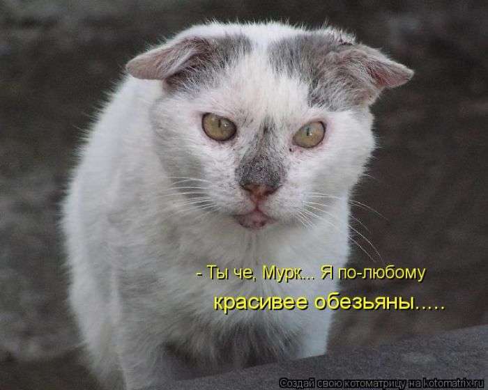 Кращі котоматриці тижні (50 фото)