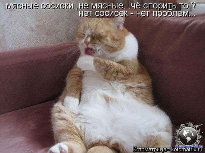 Кращі котоматриці тижні (50 фото)