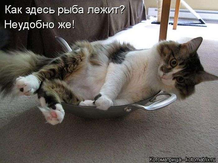 Кращі котоматриці тижні (50 фото)