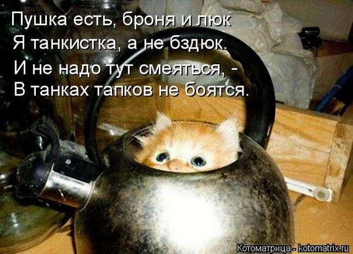 Кращі котоматриці тижні (50 фото)