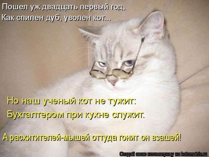Кращі котоматриці тижні (50 фото)