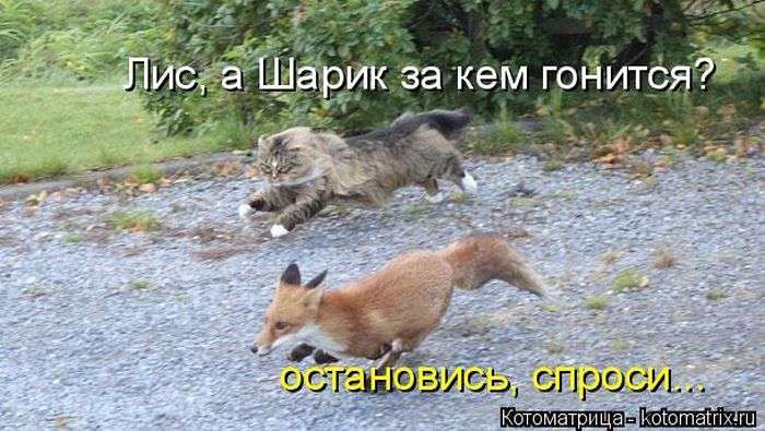Кращі котоматриці тижні (50 фото)
