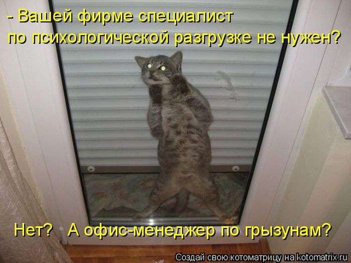 Кращі котоматриці тижні (50 фото)
