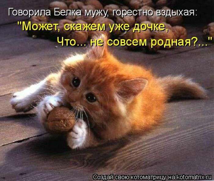 Кращі котоматриці тижні (50 фото)