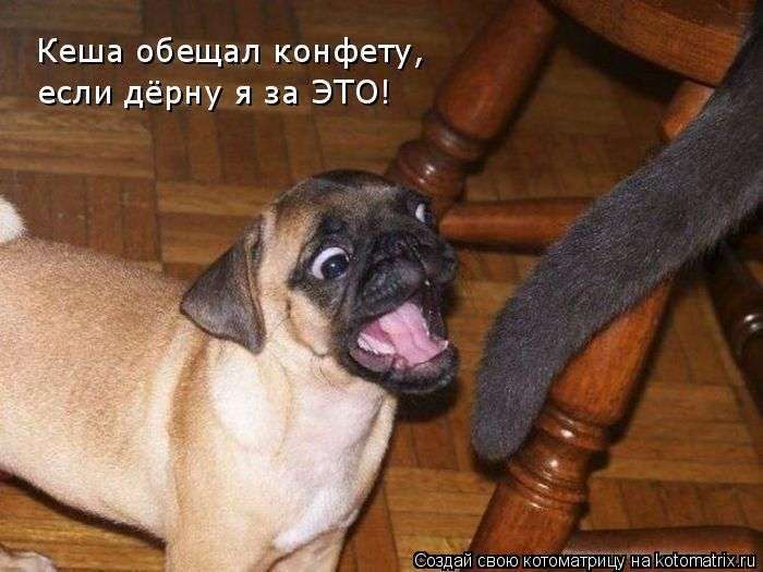 Кращі котоматриці тижні (50 фото)