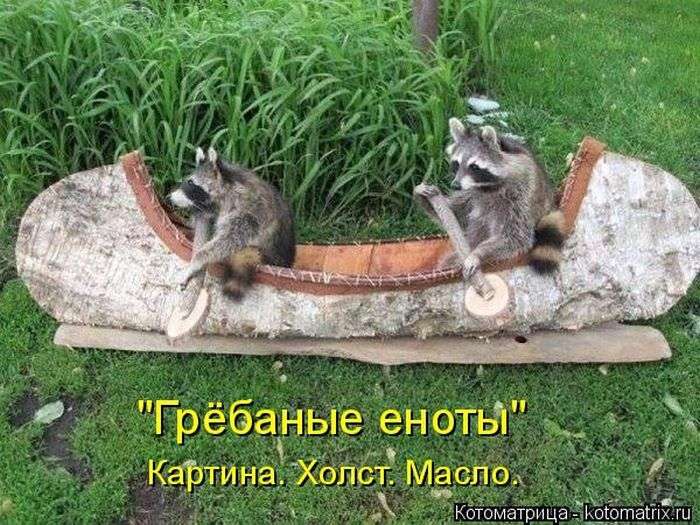 Кращі котоматриці тижні (50 фото)