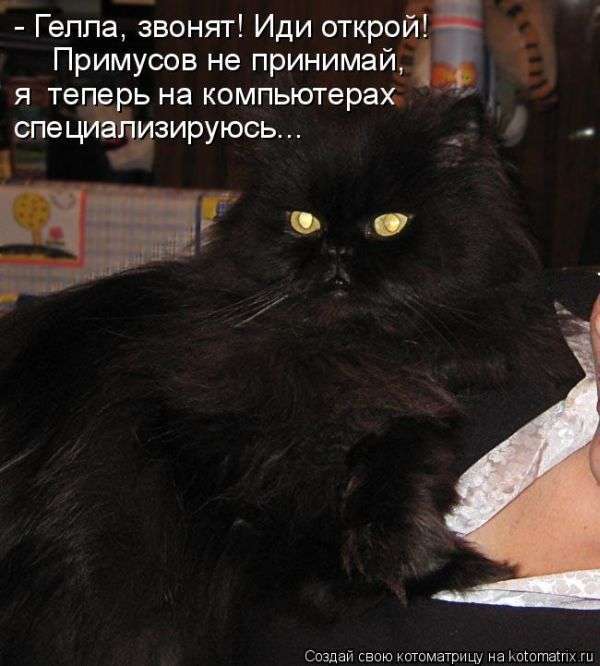 Кращі котоматриці тижні (50 фото)