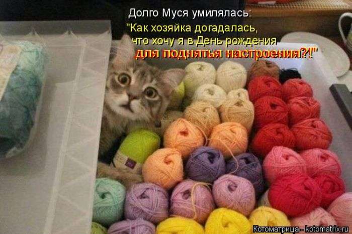 Кращі котоматриці тижні (50 фото)