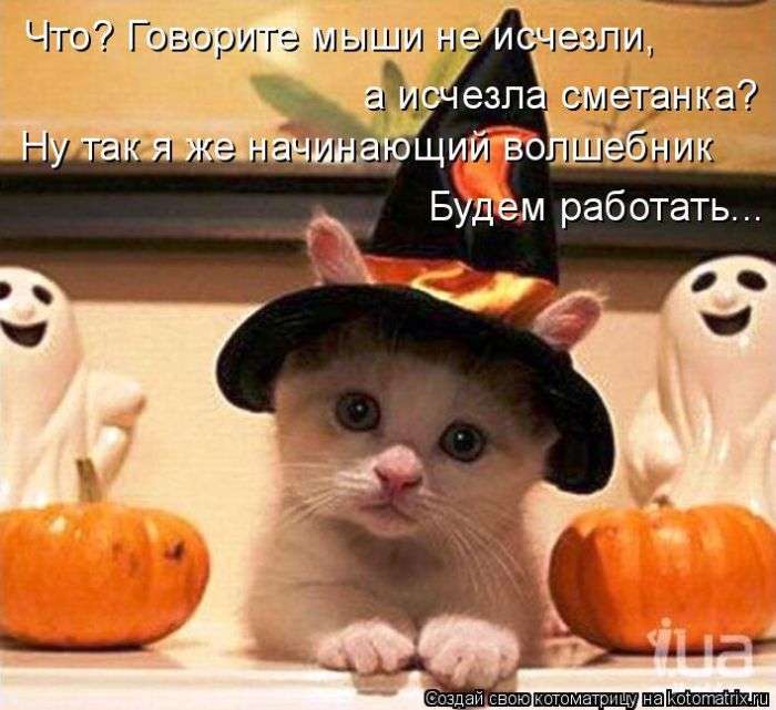 Кращі котоматриці тижні (50 фото)