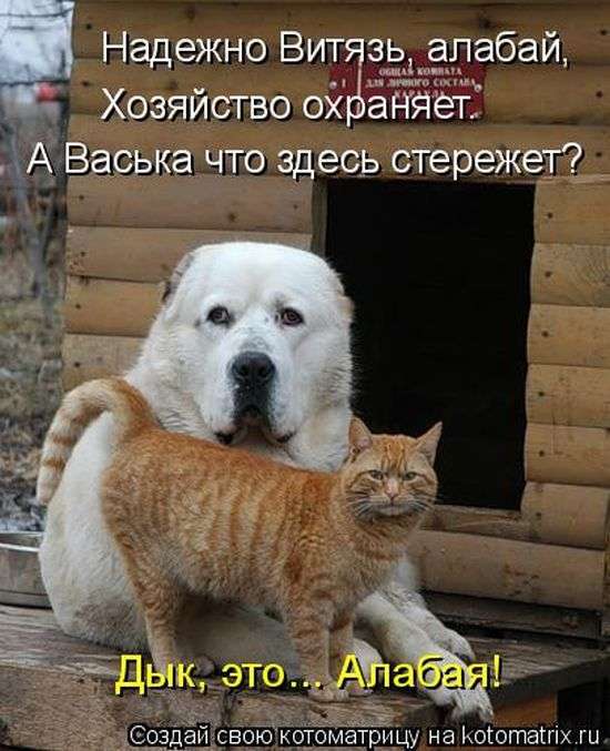 Кращі котоматриці тижні (50 фото)