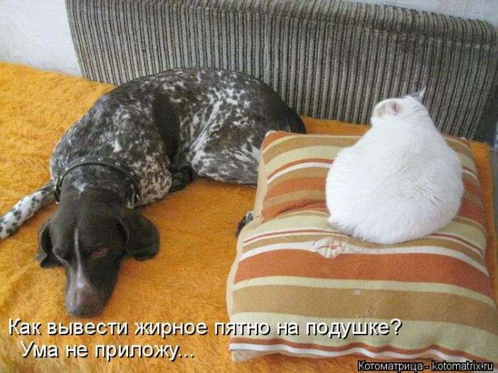 Кращі котоматриці тижні (50 фото)