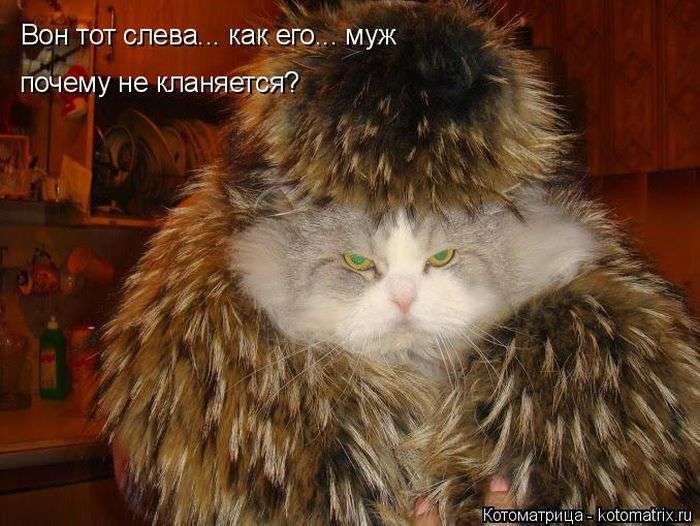 Кращі котоматриці тижні (50 фото)
