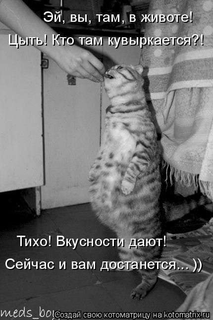 Кращі котоматриці тижні (50 фото)