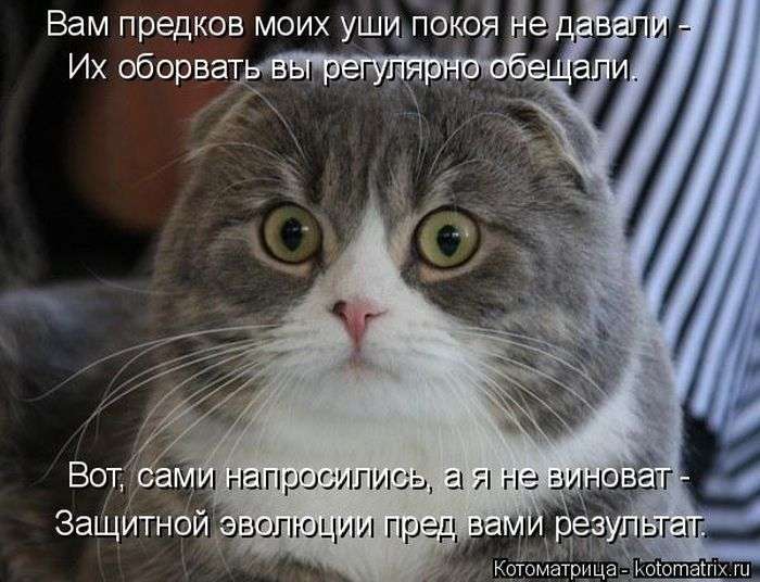 Кращі котоматриці тижні (50 фото)