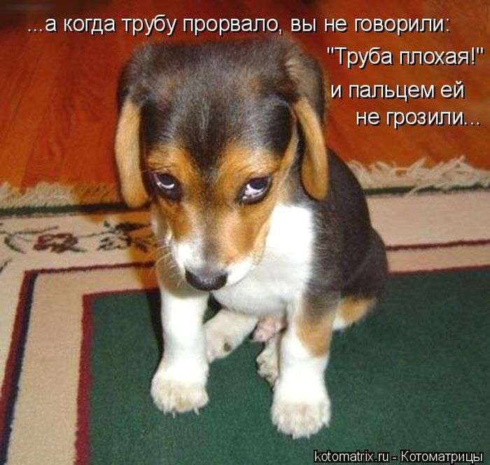 Кращі котоматриці тижні (50 фото)