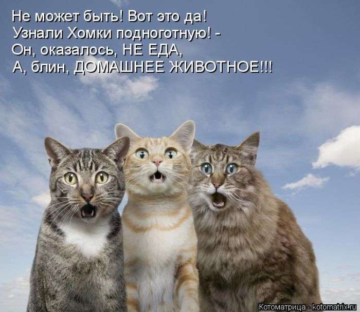 Кращі котоматриці тижні (50 фото)