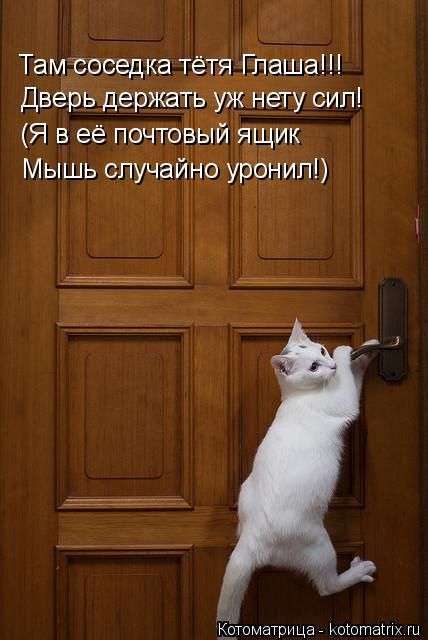 Кращі котоматриці тижні (50 фото)
