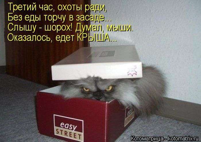 Кращі котоматриці тижні (50 фото)