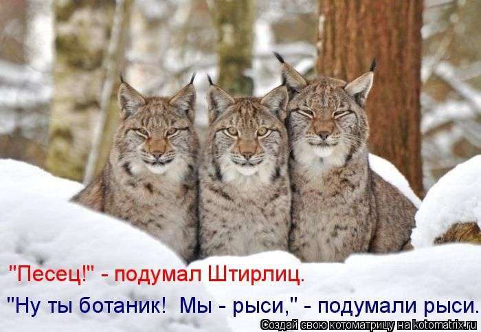 Кращі котоматриці тижні (50 фото)
