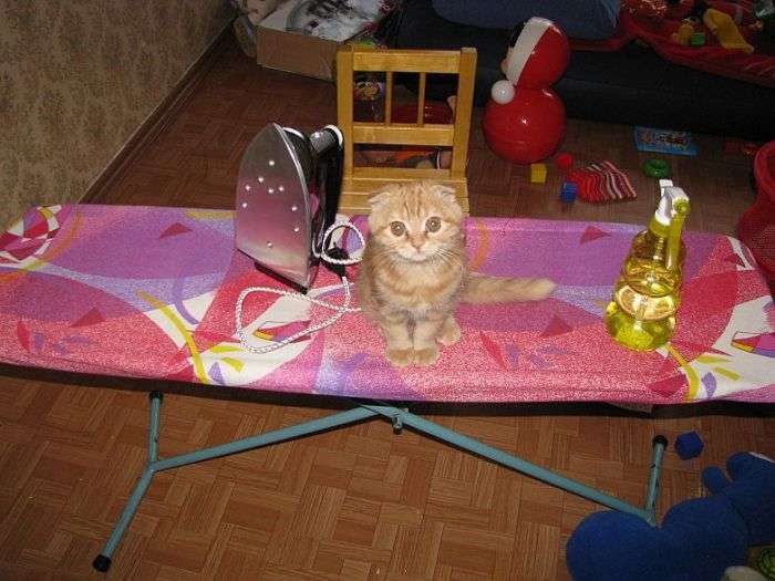 Смішні коти (38 фото)