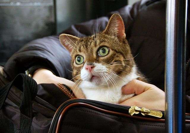 Смішні коти (38 фото)