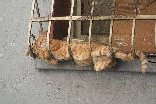 Смішні коти (38 фото)