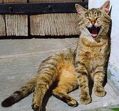 Смішні коти (38 фото)