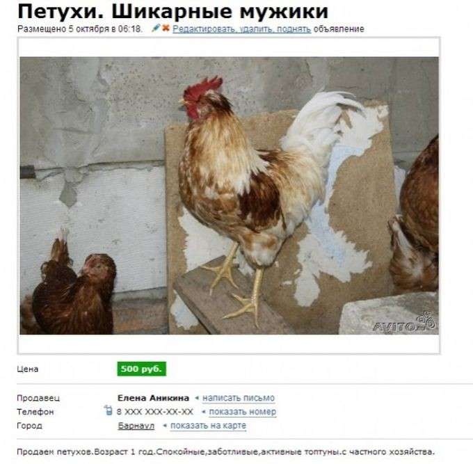 27 найкращих оголошень з Авіто (27 фото)
