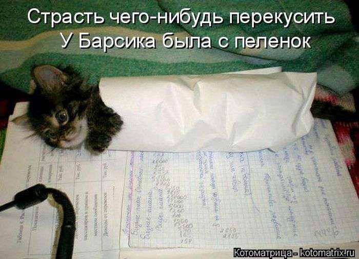 Кращі котоматриці тижні (50 фото)