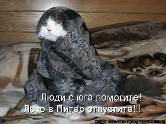 Кращі котоматриці тижні (50 фото)