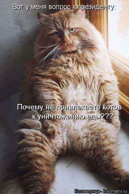 Кращі котоматриці тижні (50 фото)