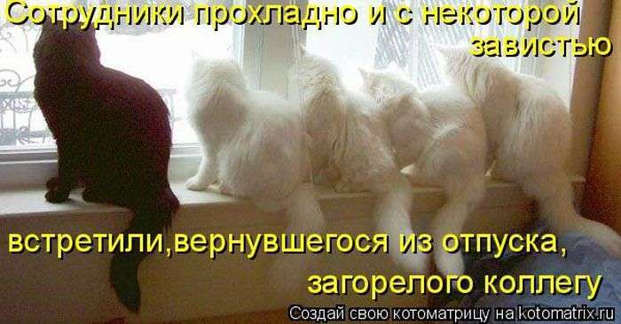 Кращі котоматриці тижні (50 фото)