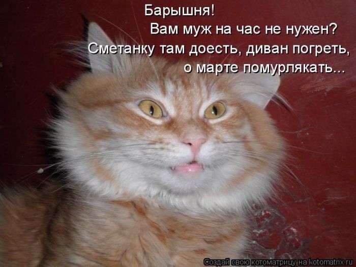 Кращі котоматриці тижні (50 фото)