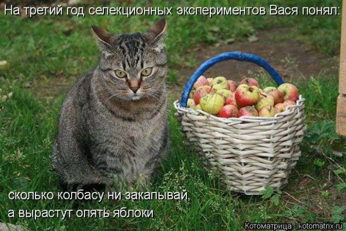 Кращі котоматриці тижні (50 фото)