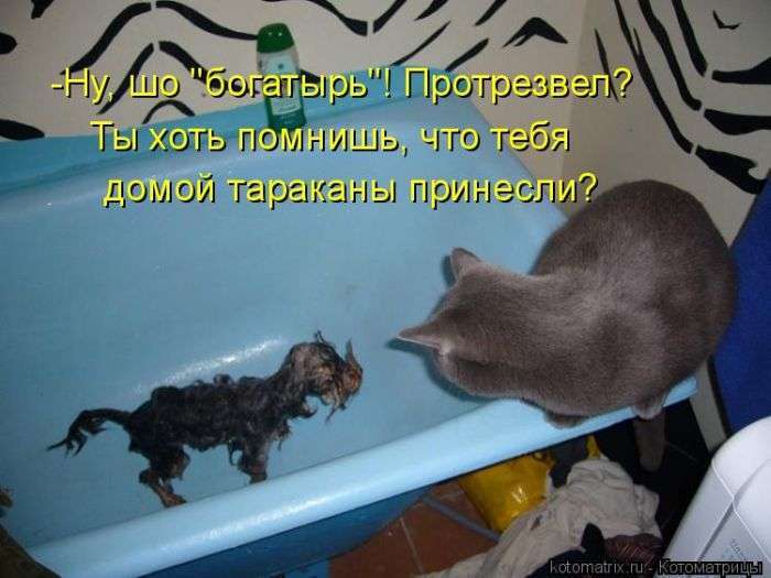 Кращі котоматриці тижні (50 фото)