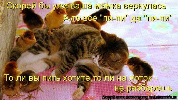 Кращі котоматриці тижні (50 фото)