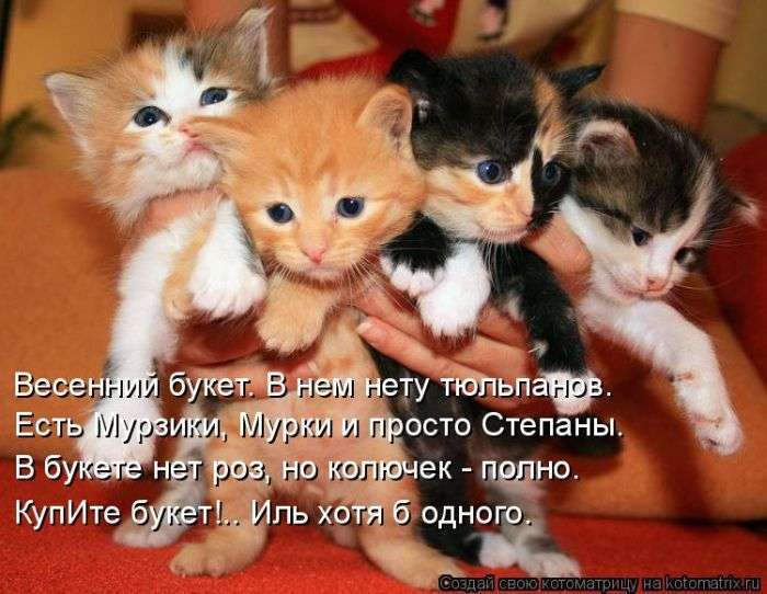 Кращі котоматриці тижні (50 фото)