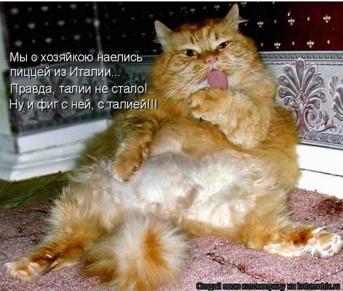 Кращі котоматриці тижні (50 фото)